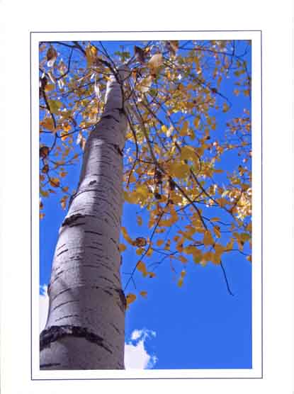 Aspen Tree #1