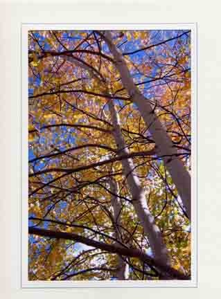 Aspen Tree #2